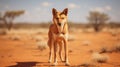 Australian dingo looking for a prey in the middle of the outback in central Australia. generative ai