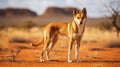 Australian dingo looking for a prey in the middle of the outback in central Australia. generative ai