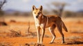 Australian dingo looking for a prey in the middle of the outback in central Australia. generative ai Royalty Free Stock Photo