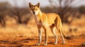 Australian dingo looking for a prey in the middle of the outback in central Australia. generative ai