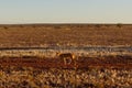 Australian dingo looking for a prey in the middle of the outback in central Australia. The dingo is looking towards the left,