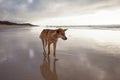 An Australian Dingo