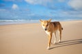 An Australian Dingo