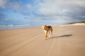 An Australian Dingo Royalty Free Stock Photo