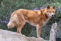 Australian dingo Royalty Free Stock Photo