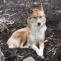 Australian dingo Royalty Free Stock Photo