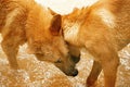 Australian Dingoes Royalty Free Stock Photo
