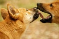 Australian Dingoes Royalty Free Stock Photo