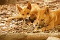 Australian Dingoes Royalty Free Stock Photo