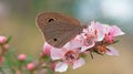 Australian Dingy Ring butterfly