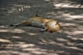 Australian dog dingo Canis dingo in Queensland