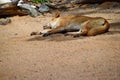 Australian dog dingo Canis dingo in Queensland