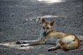 Australian dog dingo Canis dingo in Queensland