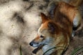 Australian dog dingo Canis dingo in Queensland