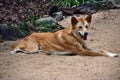 Australian dog dingo Canis dingo in Queensland