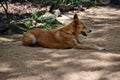 Australian dog dingo Canis dingo in Queensland