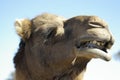 Australian domestic single humped Camel