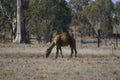 Australian domestic single humped Camel