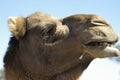 Australian domestic single humped Camel