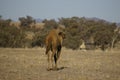Australian domestic single humped Camel
