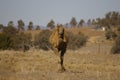 Australian domestic single humped Camel