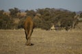 Australian domestic single humped Camel