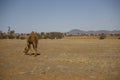 Australian domestic single humped Camel