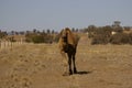 Australian domestic single humped Camel