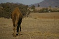 Australian domestic single humped Camel