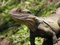 Australian Dragon lizard