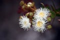 Australian Dwarf Apple blossoms Angophora hispida