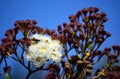 Australian Dwarf Apple blossoms Angophora hispida Royalty Free Stock Photo