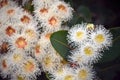 Australian Dwarf Apple gum tree blossoms Royalty Free Stock Photo