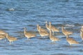 Australian Eastern Curlew Birds standing on the beach at incoming tide