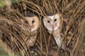Eastern Grass Owl Royalty Free Stock Photo