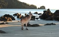 Australian eastern grey kangaroo beach,mackay Royalty Free Stock Photo