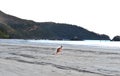 Australian eastern grey kangaroo,cape hillsborough