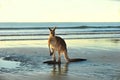 Australian eastern grey kangaroo,mackay,queensland