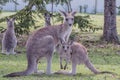 Australian Eastern Grey Kangaroos Royalty Free Stock Photo