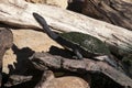 Australian eastern long-necked turtle warming up in the autumn sunshine after emerging from a pond Royalty Free Stock Photo