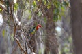 Australian Eastern Rosella Royalty Free Stock Photo