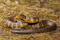 Australian Eastern Tiger Snake Royalty Free Stock Photo