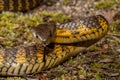 Australian Eastern Tiger Snake Royalty Free Stock Photo