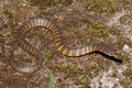 Australian Eastern Tiger Snake Royalty Free Stock Photo