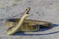 Australian Eastern Tiger Snake