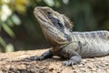 Australian Eastern Water Dragon Royalty Free Stock Photo