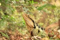 Australian Eastern Water Dragon 1