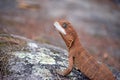 Australian Eastern Water Dragon with molting face Royalty Free Stock Photo