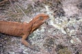 Australian Eastern Water Dragon with molting face Royalty Free Stock Photo