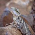 Australian Water Dragon Royalty Free Stock Photo